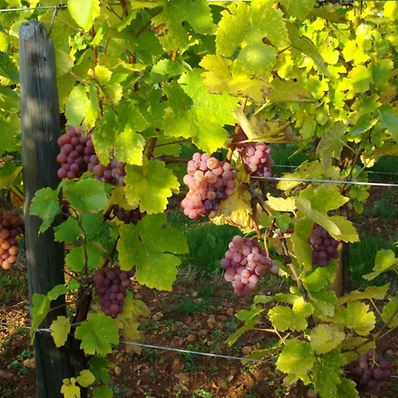Holiday home Gite Riesling N°5 A Kaysersberg *